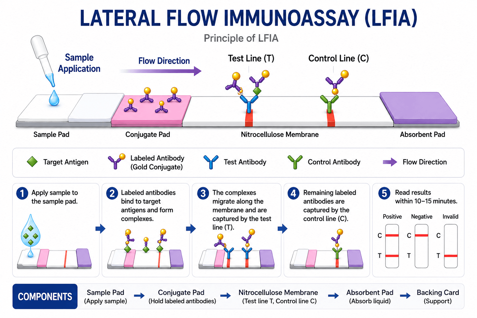 Lateral flow immunoassay structure with a sample pad, conjugate pad, test line, control line, nitrocellulose membrane, and absorbent pad